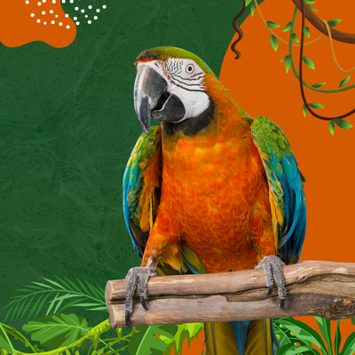 Bird Food